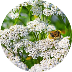 Yarrow Essential Oil - Living Libations