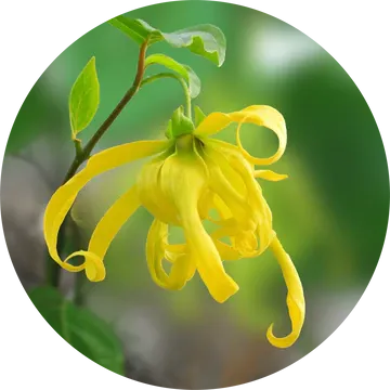 Ylang Complete Essential Oil - Living Libations